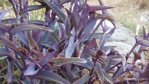 Tradescantia pallida