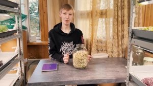 История проростков маш: 5-дневное домашнее удивительное путешествие в БАНКЕ!