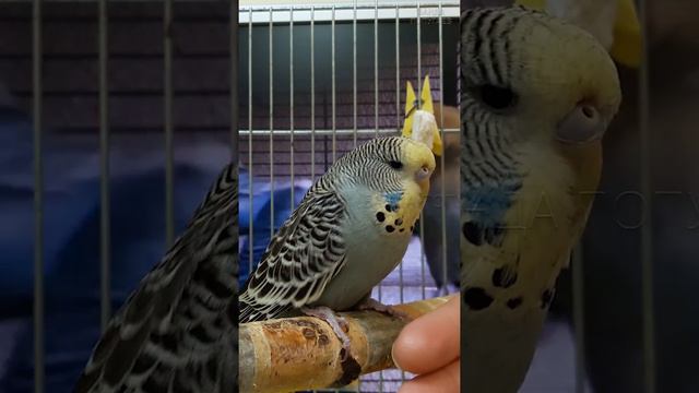 Как приручать попугая, если он кусается и кричит?