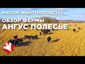 Обзор фермы | Развитие фермерского хозяйства | Мясное животноводство