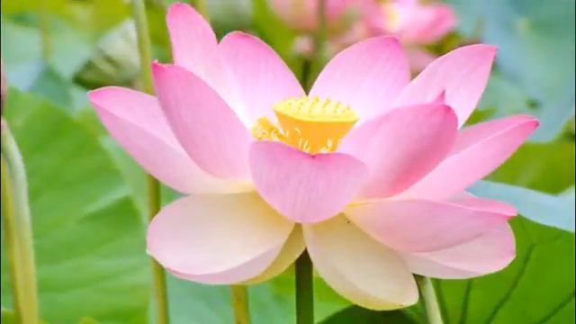 ЛОТОС СИМВОЛ ЧИСТОТЫ смотреть онлайн