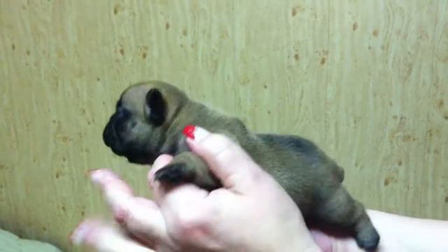 французский бульдог. д.р. 27.01.2018 . мальчик № 3 смотреть онлайн