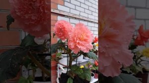 Бегония Америгибрид розовая