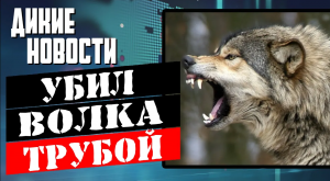 Убил волка трубой_Охота на медведя_5 лет за патроны_Монашки против кабана_Дикие новости