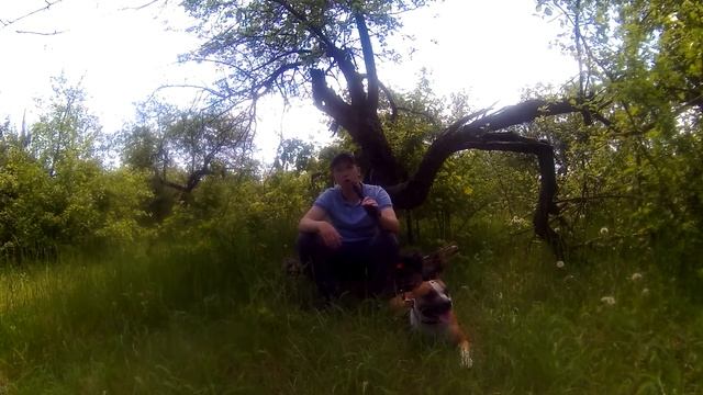Мои фишки по воспитанию щенка амстаффа