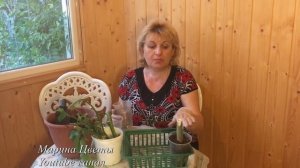 БРУГМАНСИЯ ЧЕРЕНКОВАНИЕ, РАЗМНОЖЕНИЕ ЧАСТЬ 2