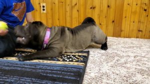 Black Sable Chinese Shar Pei