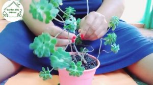 How to Wire Succulent Aeonium Kiwi to Make Bonsai