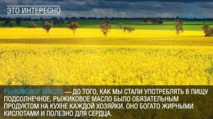 Что привезти с Байкала: 5 полезных сувениров