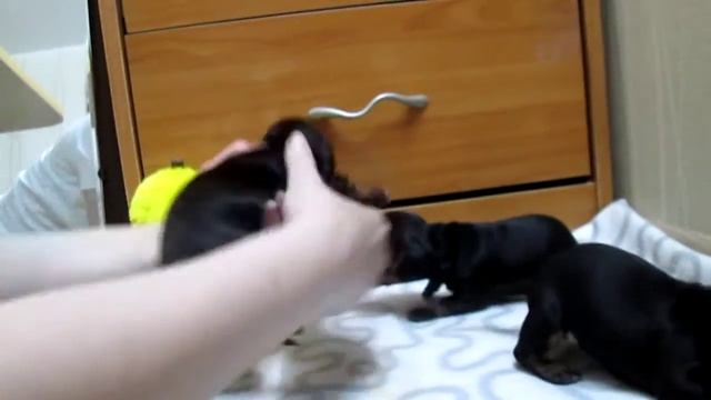 Мини-таксы, 14 дней. смотреть онлайн