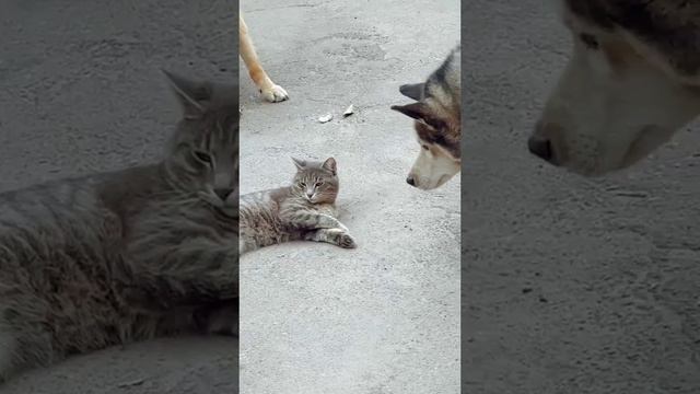 Преисполнился смотреть онлайн