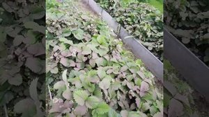 Борьба с долгоносиком