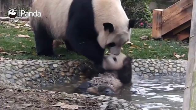 Пользователей умилила мама-панда, которая пытается искупать детеныша смотреть онлайн