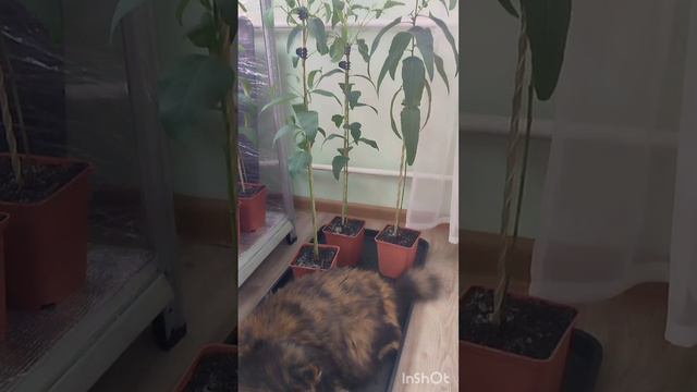 Новый пушистый вид экалипто-Мурка #комнатныецветы #plants #garden #кошкаМукра #эвкалиптыдома