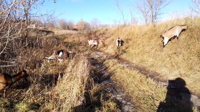 Чем обрезаю копыта.Судьба Брутала. смотреть онлайн