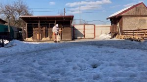 Общий курс дрессировки щенка Кангальской овчарки. Первое занятие дома без инструктора