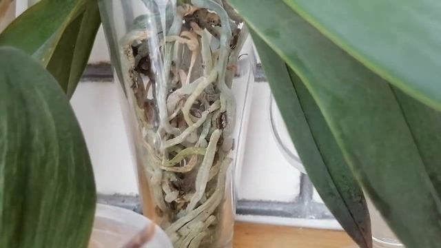 Обзор цветущих орхидей на балконе?????? смотреть онлайн