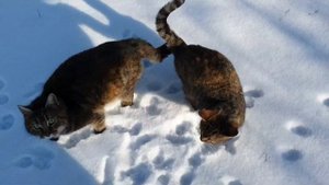 Мы с Тамарой ходим парой.