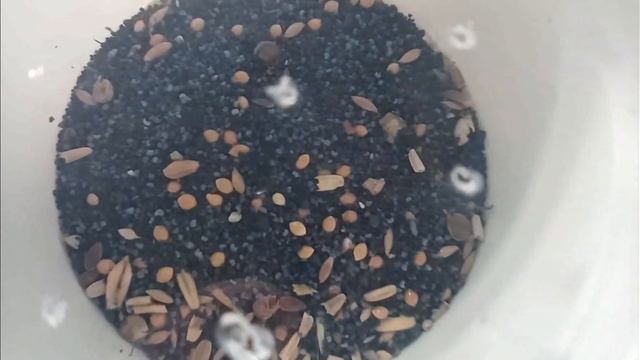 2 Эксперимента для муравьёв. OneMaxAnt. смотреть онлайн