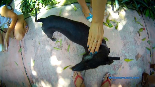 Зоопарк и плавание с черепахами в Карибском море смотреть онлайн