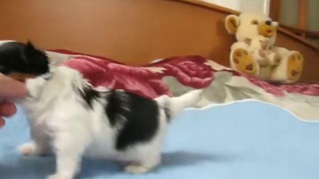 Наши ребятки-биверятки 1 (Our puppies of biewer 1)
