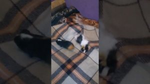 Морские свинки Пунька и Степаша брачные игры