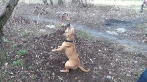 Стаффы на канате