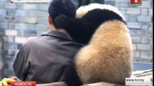 Маленькая панда делает селфи с любимым смотрителем 