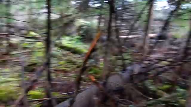 ГРИБОВ РАЗНЫХ МОРЕ 10 НОЯБРЯ, ПОДМОСКОВЬЕ 2019 смотреть онлайн