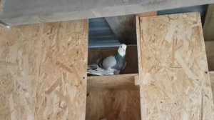 Кавказские белоголовые  бойные голуби 2020.Сизолысые.пополнение моей голубятни.