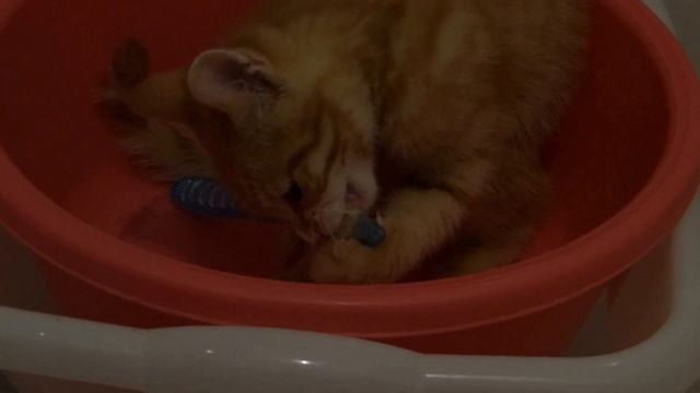 САМЫЙ СМЕШНОЙ КОТ ЗНАКОМИТСЯ С ЗУБНОЙ ЩЕТКОЙ! смотреть онлайн