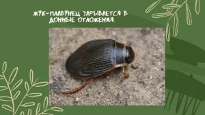 Где и как зимуют насекомые?!