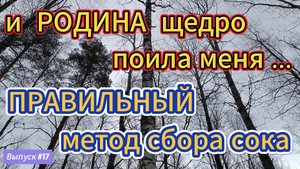 #17 ПРАВИЛЬНО собирать березовый сок - это не сложно!