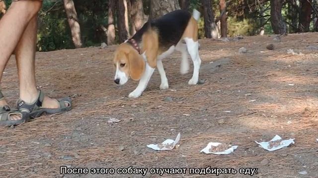 ОКД для собак (общий курс дрессировки) самостоятельно смотреть онлайн