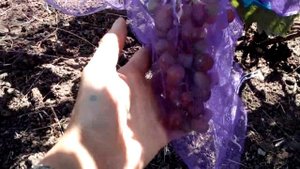 Виноград виктория