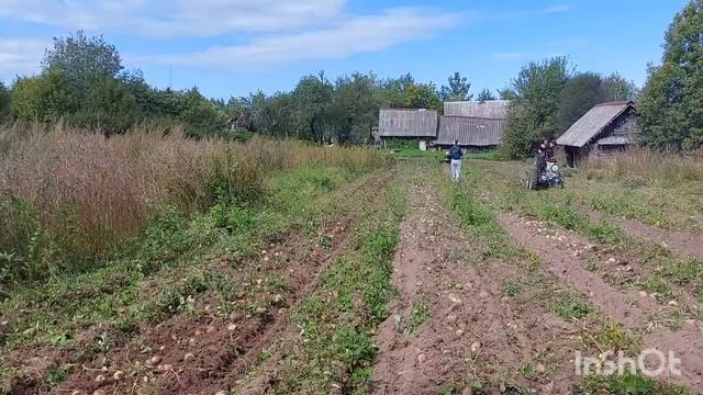 приехал к Гурину копать картошку а тут ДЖУНГЛИ ?