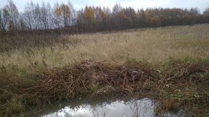Размножение дербенника скошенной ботвой.