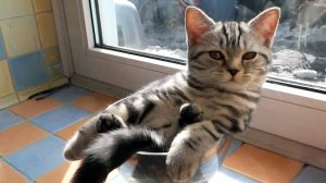 Приколы с котами! Смешные коты! - С ОЗВУЧКОЙ! Самые смешные животные!