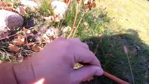 ??Заморозок грохнул лист. Саженец винограда с не вызревшей лозой. Заморозки на винограднике