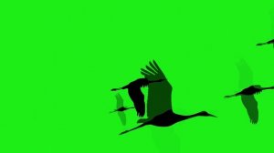 Футаж заставка фон Журавли стая летят хаотично хромакей грин скрин green screen