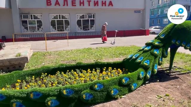 Павлин поселился на ул. Чугунова в Раменском смотреть онлайн