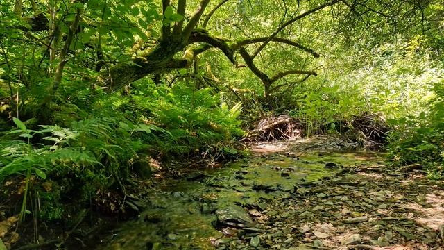 Приятный звук ручья и пение птиц для релаксации, успокоения нервов и сна. Приятные звуки леса. смотреть онлайн