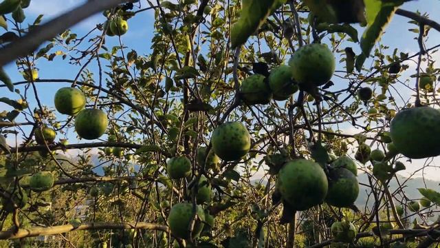 Мандарин|аджария| Батуми |Mandarin|хурма|persimmon|მანდარინი