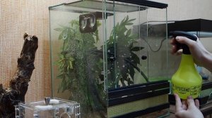 КАК СОДЕРЖАТЬ ГЕККОНА БАНАНОЕДА? Особенности в содержании - Rhacodactylus ciliatus