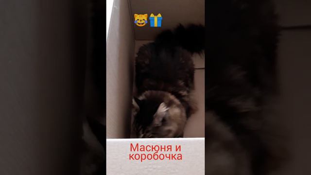 МЕЙН-КУН МАСЮНЯ И КОРОБОЧКА