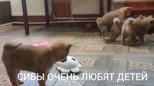 Купить щенка сиба. Лучшие щенки сиба по доступной цене в нашем питомнике