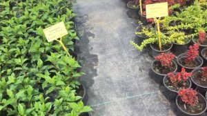 Отличный ПИТОМНИК РАСТЕНИЙ! Краснодарский край.