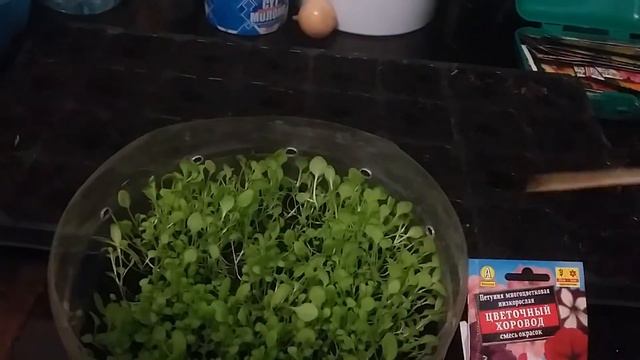 Как я пикирую петунию (трава травой)😊 смотреть онлайн