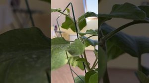 Формировка рассады баклажана 🌶 🍆