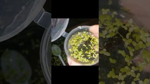 Выращивание головастиков священного древолаза